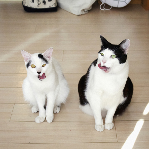 【いぬねこ うちのこ。】あーちゃん（11ヶ月）、パンチョとガバチョ／あゆみさん