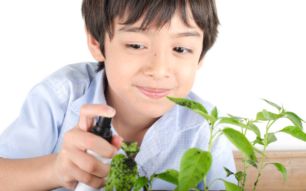 野菜くずで再生栽培！ 親子で野菜が高い家庭を救う！