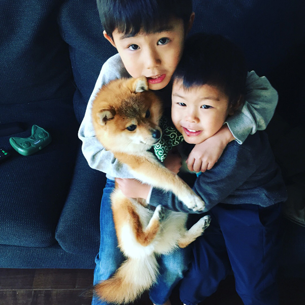 【いぬねこ うちのこ。】いっせいくん（6歳）、しょうきくん（4歳）とポメ柴犬のmiro／はあちゃんさん