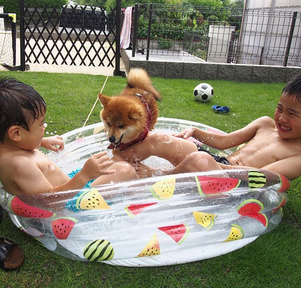 【いぬねこ うちのこ。】いっせいくん（6歳）、しょうきくん（4歳）とポメ柴犬のmiro／はあちゃんさん