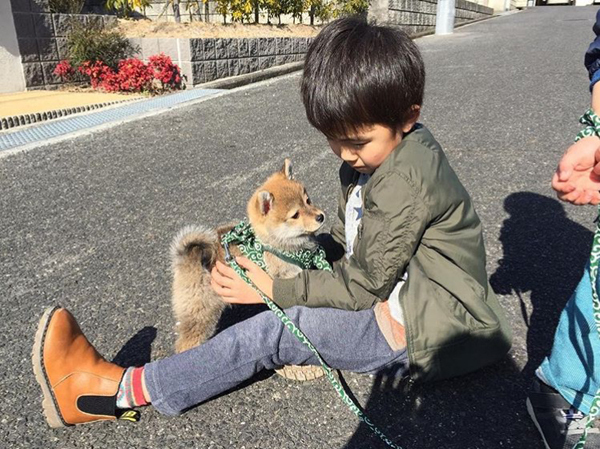 【いぬねこ うちのこ。】いっせいくん（6歳）、しょうきくん（4歳）とポメ柴犬のmiro／はあちゃんさん