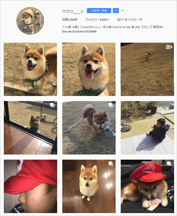 【いぬねこ うちのこ。】いっせいくん（6歳）、しょうきくん（4歳）とポメ柴犬のmiro／はあちゃんさん