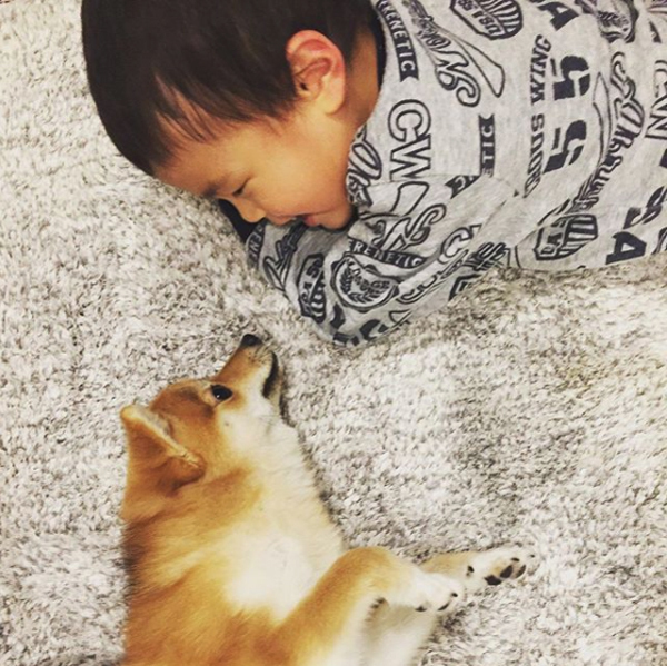 【いぬねこ うちのこ。】いっせいくん（6歳）、しょうきくん（4歳）とポメ柴犬のmiro／はあちゃんさん