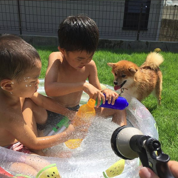 【いぬねこ うちのこ。】いっせいくん（6歳）、しょうきくん（4歳）とポメ柴犬のmiro／はあちゃんさん