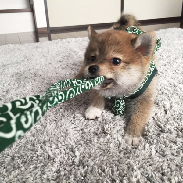 【いぬねこ うちのこ。】いっせいくん（6歳）、しょうきくん（4歳）とポメ柴犬のmiro／はあちゃんさん