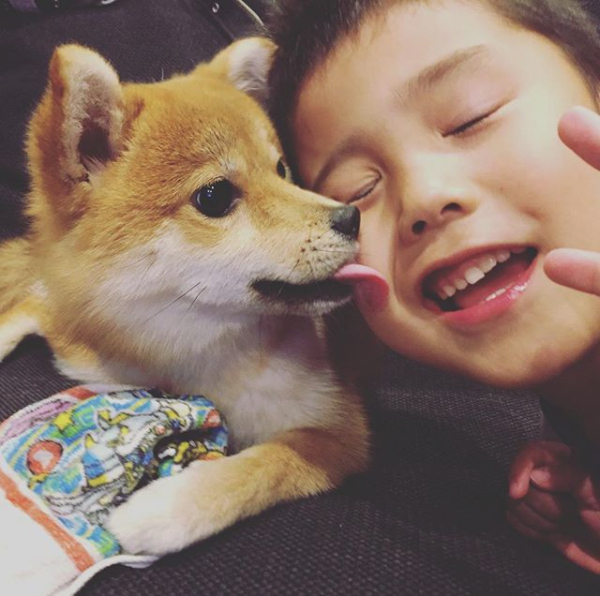 【いぬねこ うちのこ。】いっせいくん（6歳）、しょうきくん（4歳）とポメ柴犬のmiro／はあちゃんさん