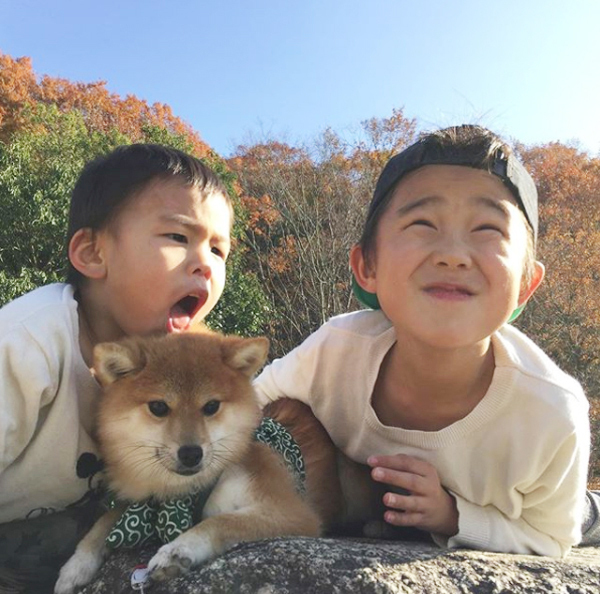 【いぬねこ うちのこ。】いっせいくん（6歳）、しょうきくん（4歳）とポメ柴犬のmiro／はあちゃんさん