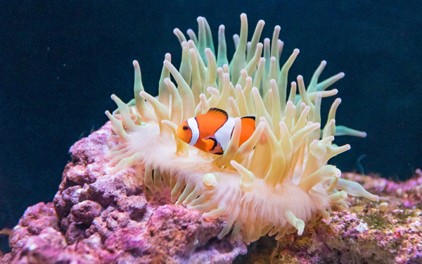 愛すべき夢の世界！　わくわくドキドキが止まらないディズニーの世界