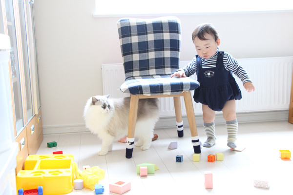 【いぬねこ うちのこ。】キィちゃん（5歳）、ナギくん（２歳）と3匹のねこ ／ayaneko*さん