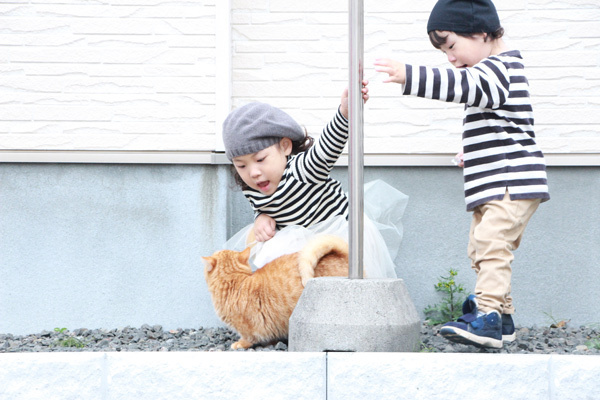 【いぬねこ うちのこ。】キィちゃん（5歳）、ナギくん（２歳）と3匹のねこ ／ayaneko*さん