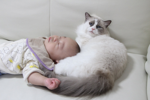 【いぬねこ うちのこ。】キィちゃん（5歳）、ナギくん（２歳）と3匹のねこ ／ayaneko*さん