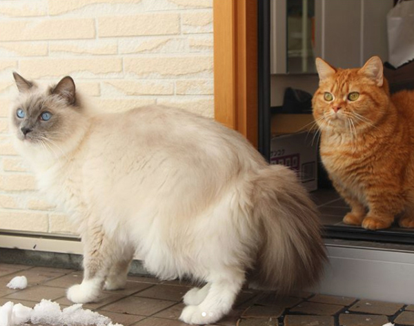 【いぬねこ うちのこ。】キィちゃん（5歳）、ナギくん（２歳）と3匹のねこ ／ayaneko*さん