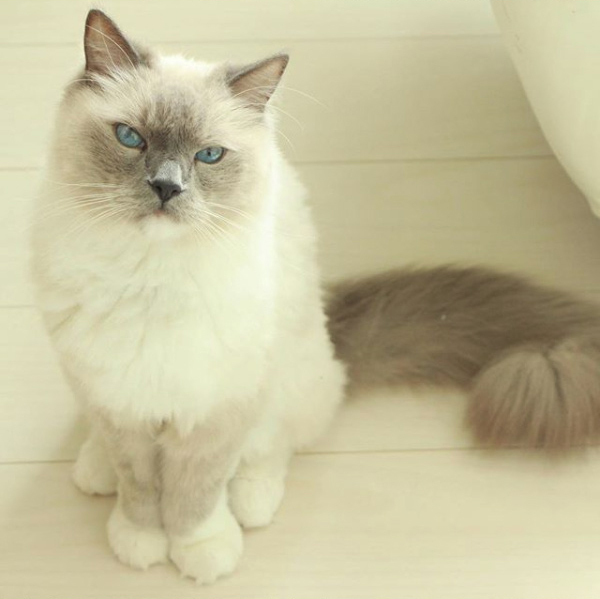 【いぬねこ うちのこ。】キィちゃん（5歳）、ナギくん（２歳）と3匹のねこ ／ayaneko*さん