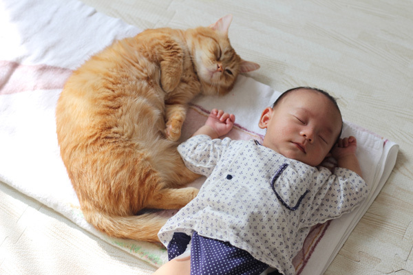 【いぬねこ うちのこ。】キィちゃん（5歳）、ナギくん（２歳）と3匹のねこ ／ayaneko*さん