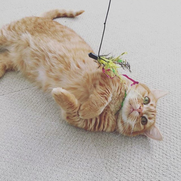 【いぬねこ うちのこ。】キィちゃん（5歳）、ナギくん（２歳）と3匹のねこ ／ayaneko*さん