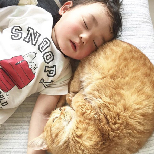 【いぬねこ うちのこ。】キィちゃん（5歳）、ナギくん（２歳）と3匹のねこ ／ayaneko*さん