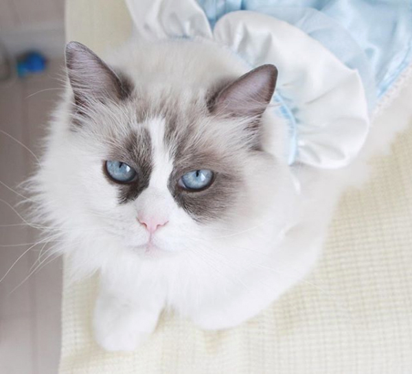 【いぬねこ うちのこ。】キィちゃん（5歳）、ナギくん（２歳）と3匹のねこ ／ayaneko*さん