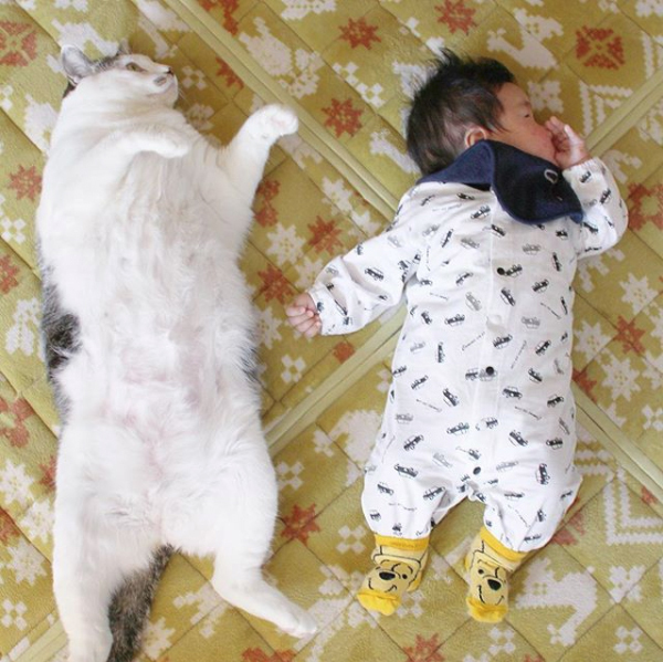 【いぬねこ うちのこ。】晴太くん（２歳）と猫のマイロ／鈴木賢一さん