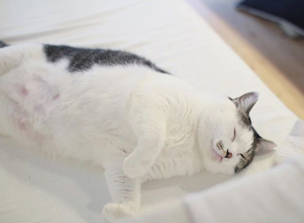 【いぬねこ うちのこ。】晴太くん（２歳）と猫のマイロ／鈴木賢一さん