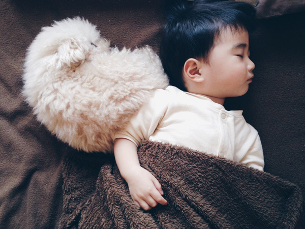 【いぬねこ うちのこ。】そうたくん（２歳）、トイプードルのぷー（16歳）／ぎんぺーさんとyuuuriさん