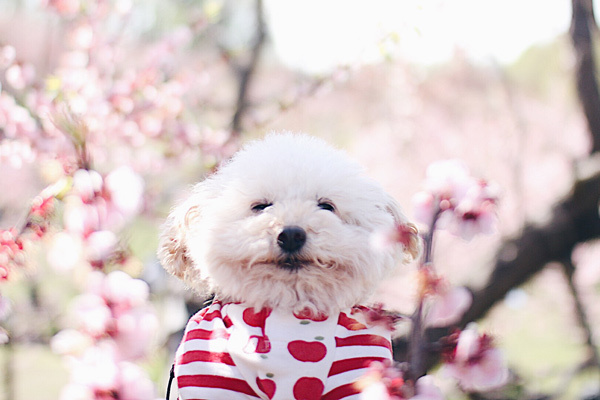 【いぬねこ うちのこ。】そうたくん（２歳）、トイプードルのぷー（16歳）／ぎんぺーさんとyuuuriさん