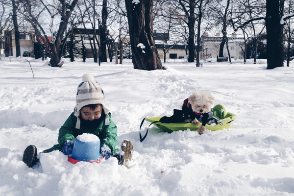 【いぬねこ うちのこ。】そうたくん（２歳）、トイプードルのぷー（16歳）／ぎんぺーさんとyuuuriさん