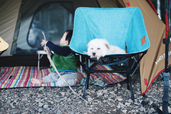 【いぬねこ うちのこ。】そうたくん（２歳）、トイプードルのぷー（16歳）／ぎんぺーさんとyuuuriさん