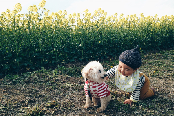 【いぬねこ うちのこ。】そうたくん（２歳）、トイプードルのぷー（16歳）／ぎんぺーさんとyuuuriさん