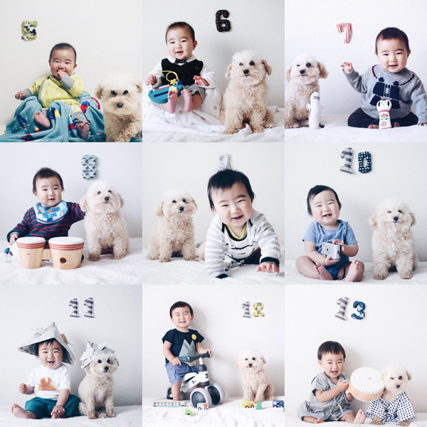 【いぬねこ うちのこ。】そうたくん（２歳）、トイプードルのぷー（16歳）／ぎんぺーさんとyuuuriさん