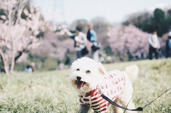 【いぬねこ うちのこ。】そうたくん（２歳）、トイプードルのぷー（16歳）／ぎんぺーさんとyuuuriさん