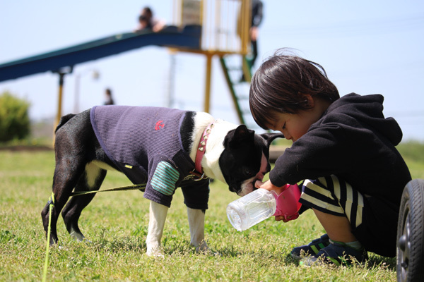 【いぬねこ うちのこ。】みつるくん（2歳）とボストンテリアの「もっちも」／まちみつもんさん