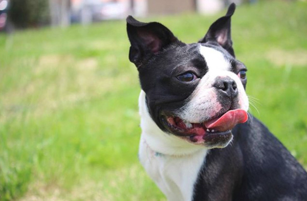 【いぬねこ うちのこ。】みつるくん（2歳）とボストンテリアの「もっちも」／まちみつもんさん