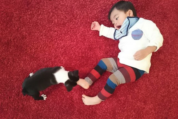 【いぬねこ うちのこ。】みつるくん（2歳）とボストンテリアの「もっちも」／まちみつもんさん