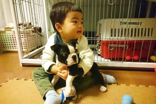 【いぬねこ うちのこ。】みつるくん（2歳）とボストンテリアの「もっちも」／まちみつもんさん