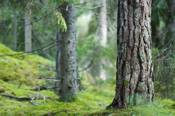 「森の幼稚園」発祥の地、デンマーク・ロラン島の “自由教育” とは？