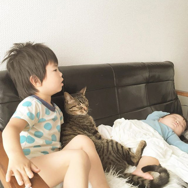 【いぬねこ うちのこ。】おにいちゃん（4歳）＆おとうと（2歳）と3匹の猫たち／くるのさん