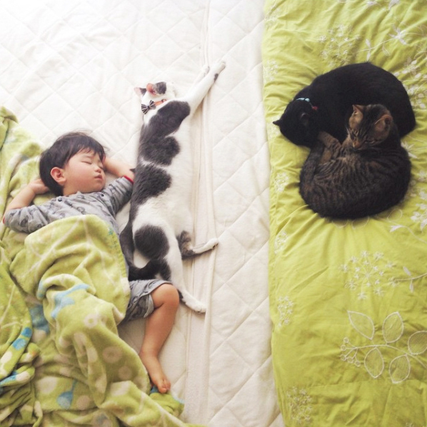 【いぬねこ うちのこ。】おにいちゃん（4歳）＆おとうと（2歳）と3匹の猫たち／くるのさん