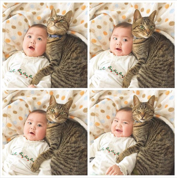 【いぬねこ うちのこ。】おにいちゃん（4歳）＆おとうと（2歳）と3匹の猫たち／くるのさん