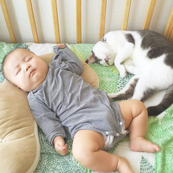 【いぬねこ うちのこ。】おにいちゃん（4歳）＆おとうと（2歳）と3匹の猫たち／くるのさん