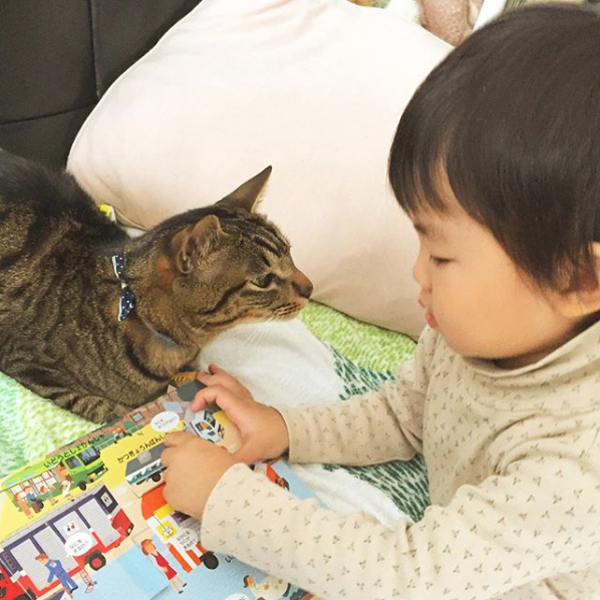 【いぬねこ うちのこ。】おにいちゃん（4歳）＆おとうと（2歳）と3匹の猫たち／くるのさん