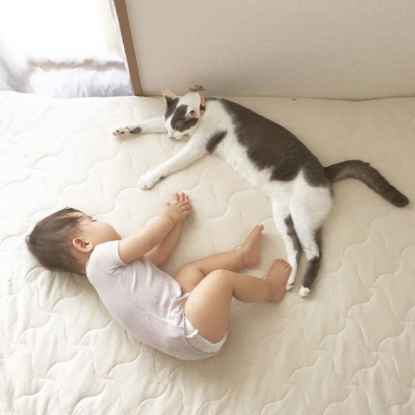 【いぬねこ うちのこ。】おにいちゃん（4歳）＆おとうと（2歳）と3匹の猫たち／くるのさん