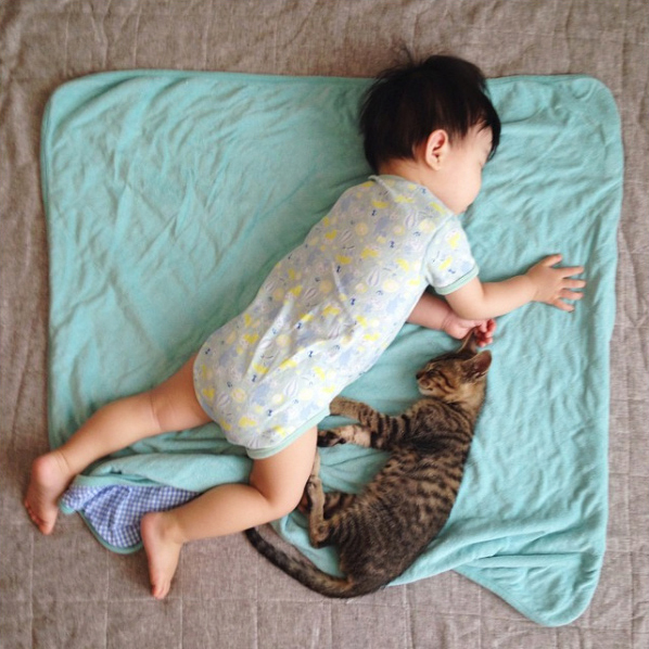 【いぬねこ うちのこ。】おにいちゃん（4歳）＆おとうと（2歳）と3匹の猫たち／くるのさん