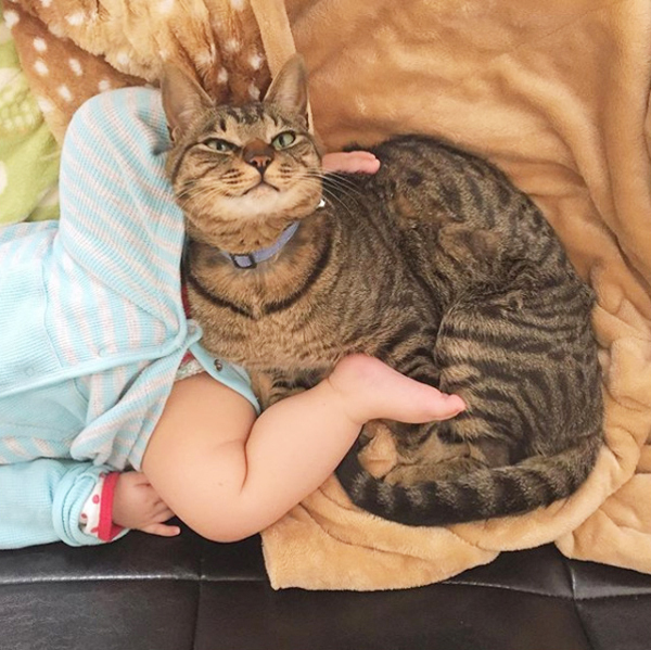 【いぬねこ うちのこ。】おにいちゃん（4歳）＆おとうと（2歳）と3匹の猫たち／くるのさん