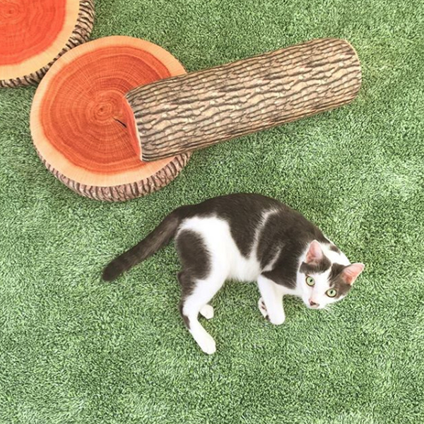 【いぬねこ うちのこ。】おにいちゃん（4歳）＆おとうと（2歳）と3匹の猫たち／くるのさん