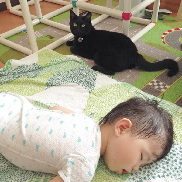 【いぬねこ うちのこ。】おにいちゃん（4歳）＆おとうと（2歳）と3匹の猫たち／くるのさん