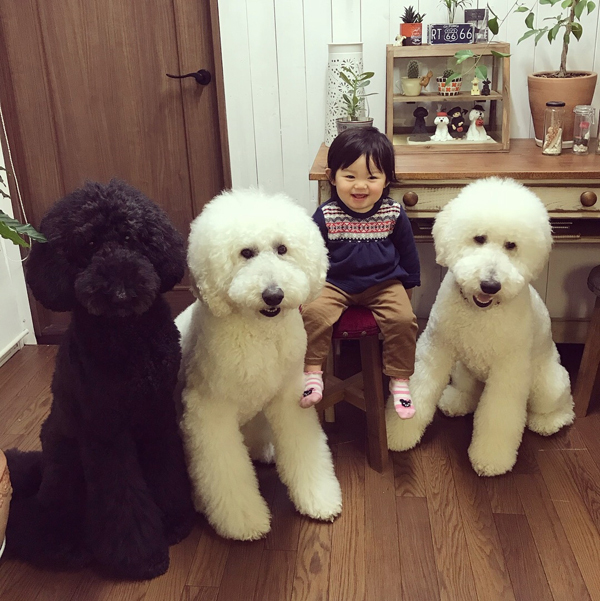 【いぬねこ うちのこ。】まめちゃん（２歳）と3匹のスタンダードプードルたち／たまねぎさん