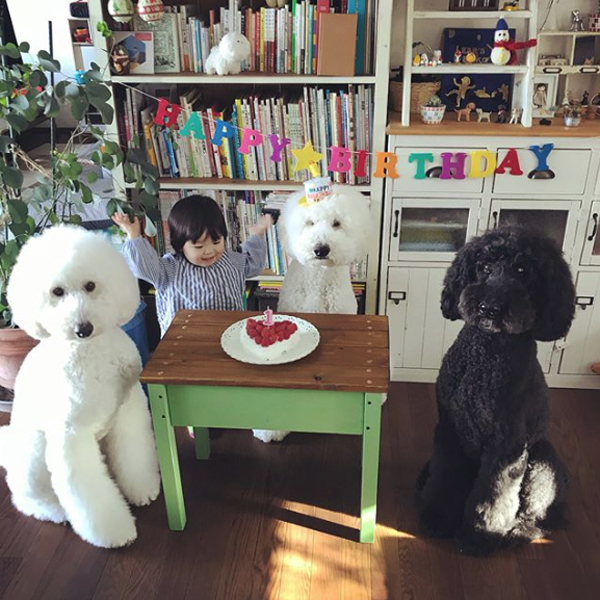 【いぬねこ うちのこ。】まめちゃん（２歳）と3匹のスタンダードプードルたち／たまねぎさん