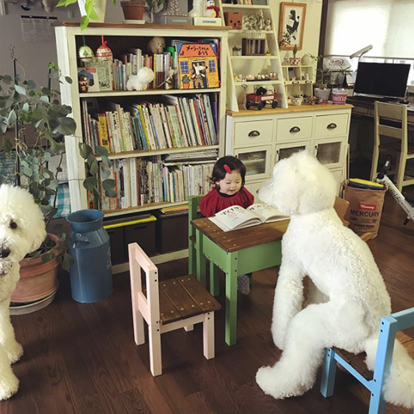 【いぬねこ うちのこ。】まめちゃん（２歳）と3匹のスタンダードプードルたち／たまねぎさん