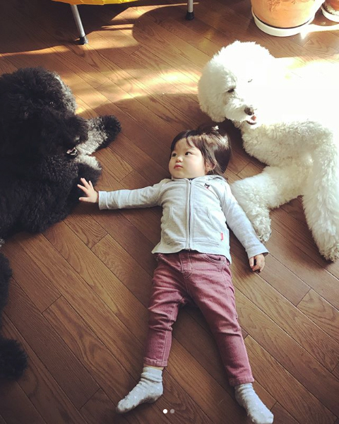 【いぬねこ うちのこ。】まめちゃん（２歳）と3匹のスタンダードプードルたち／たまねぎさん