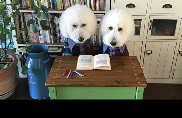 【いぬねこ うちのこ。】まめちゃん（２歳）と3匹のスタンダードプードルたち／たまねぎさん